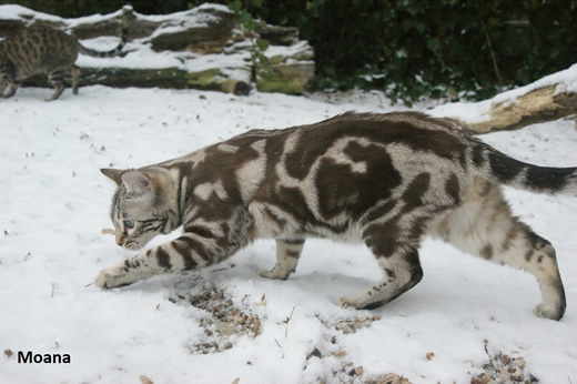 femelle bengal marble
